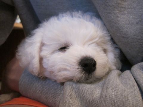 ビションフリーゼフントヒュッテ東京かわいいビションフリーゼ子犬関東こいぬ文京区hundehutteビションフリーゼ画像Bichon Friseビションフリーゼおんなのこメス子犬 27.jpg