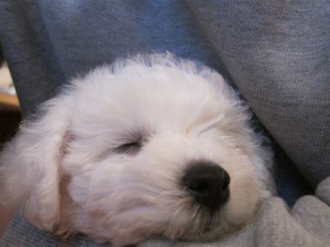 ビションフリーゼフントヒュッテ東京かわいいビションフリーゼ子犬関東こいぬ文京区hundehutteビションフリーゼ画像Bichon Friseビションフリーゼおんなのこメス子犬 28.jpg