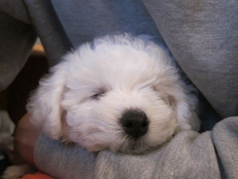 ビションフリーゼフントヒュッテ東京かわいいビションフリーゼ子犬関東こいぬ文京区hundehutteビションフリーゼ画像Bichon Friseビションフリーゼおんなのこメス子犬 29.jpg