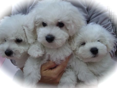 ビションフリーゼフントヒュッテ東京かわいいビションフリーゼ子犬関東こいぬ文京区hundehutteビションフリーゼ画像Bichon Friseビションフリーゼおんなのこメス子犬 31.jpg