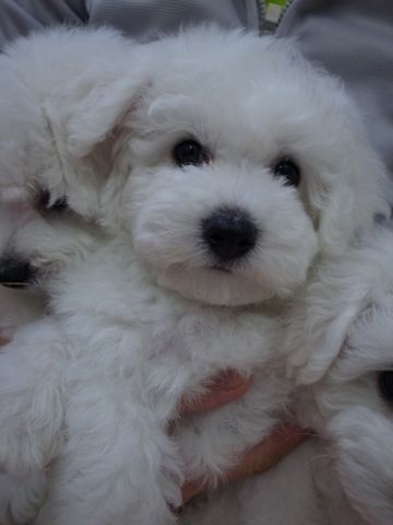ビションフリーゼフントヒュッテ東京かわいいビションフリーゼ子犬関東こいぬ文京区hundehutteビションフリーゼ画像Bichon Friseビションフリーゼおんなのこメス子犬 32.jpg