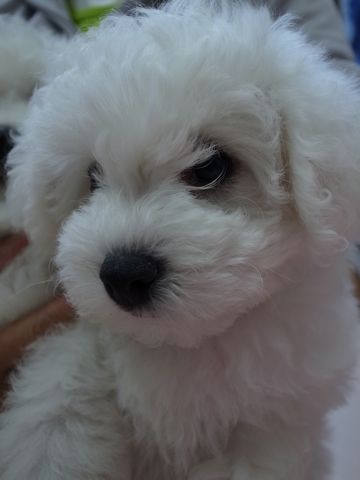 ビションフリーゼフントヒュッテ東京かわいいビションフリーゼ子犬関東こいぬ文京区hundehutteビションフリーゼ画像Bichon Friseビションフリーゼおんなのこメス子犬 33.jpg