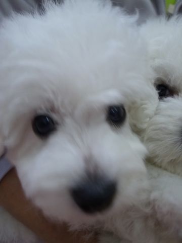 ビションフリーゼフントヒュッテ東京かわいいビションフリーゼ子犬関東こいぬ文京区hundehutteビションフリーゼ画像Bichon Friseビションフリーゼおんなのこメス子犬 34.jpg
