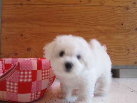 ビションフリーゼフントヒュッテ東京かわいいビションフリーゼ子犬関東こいぬ文京区hundehutteビションフリーゼ画像Bichon Friseビションフリーゼおんなのこメス子犬 35.jpg