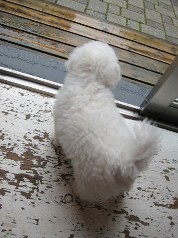ビションフリーゼフントヒュッテ東京かわいいビションフリーゼ子犬関東こいぬ文京区hundehutteビションフリーゼ画像Bichon Friseビションフリーゼおんなのこメス子犬 36.jpg