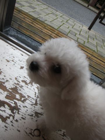 ビションフリーゼフントヒュッテ東京かわいいビションフリーゼ子犬関東こいぬ文京区hundehutteビションフリーゼ画像Bichon Friseビションフリーゼおんなのこメス子犬 37.jpg