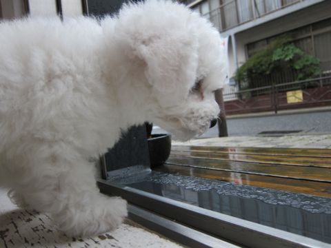 ビションフリーゼフントヒュッテ東京かわいいビションフリーゼ子犬関東こいぬ文京区hundehutteビションフリーゼ画像Bichon Friseビションフリーゼおんなのこメス子犬 38.jpg