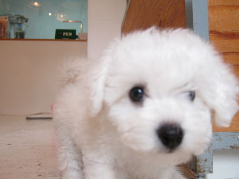 ビションフリーゼフントヒュッテ東京かわいいビションフリーゼ子犬関東こいぬ文京区hundehutteビションフリーゼ画像Bichon Friseビションフリーゼおんなのこメス子犬 39.jpg