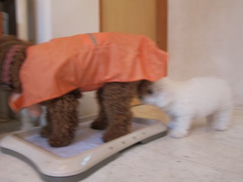 ビションフリーゼフントヒュッテ東京かわいいビションフリーゼ子犬関東こいぬ文京区hundehutteビションフリーゼ画像Bichon Friseビションフリーゼおんなのこメス子犬 41.jpg