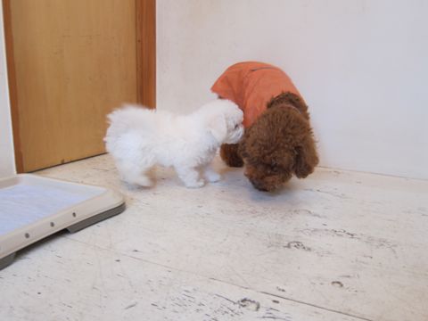 ビションフリーゼフントヒュッテ東京かわいいビションフリーゼ子犬関東こいぬ文京区hundehutteビションフリーゼ画像Bichon Friseビションフリーゼおんなのこメス子犬 42.jpg