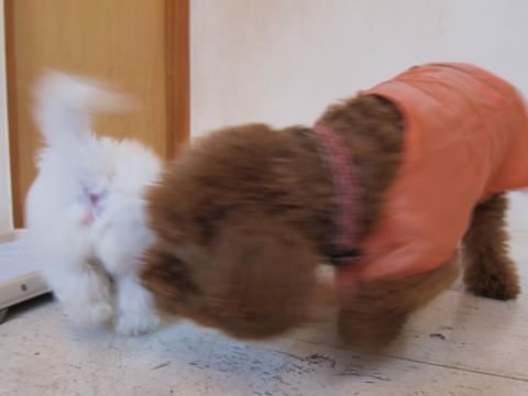ビションフリーゼフントヒュッテ東京かわいいビションフリーゼ子犬関東こいぬ文京区hundehutteビションフリーゼ画像Bichon Friseビションフリーゼおんなのこメス子犬 43.jpg