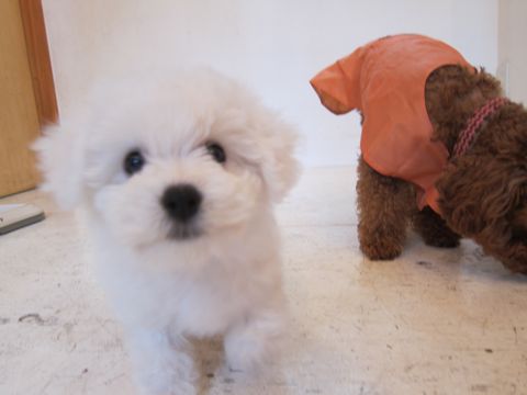 ビションフリーゼフントヒュッテ東京かわいいビションフリーゼ子犬関東こいぬ文京区hundehutteビションフリーゼ画像Bichon Friseビションフリーゼおんなのこメス子犬 44.jpg