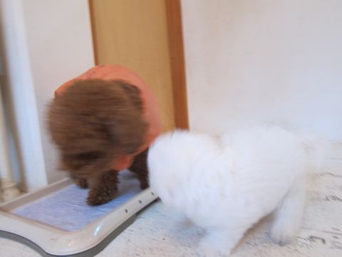 ビションフリーゼフントヒュッテ東京かわいいビションフリーゼ子犬関東こいぬ文京区hundehutteビションフリーゼ画像Bichon Friseビションフリーゼおんなのこメス子犬 45.jpg