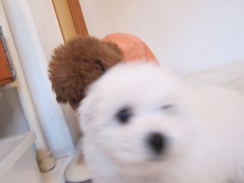 ビションフリーゼフントヒュッテ東京かわいいビションフリーゼ子犬関東こいぬ文京区hundehutteビションフリーゼ画像Bichon Friseビションフリーゼおんなのこメス子犬 46.jpg