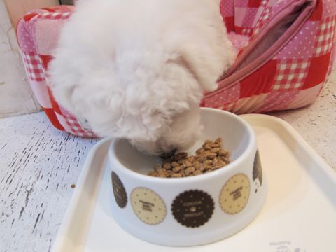 ビションフリーゼフントヒュッテ東京かわいいビションフリーゼ子犬関東こいぬ文京区hundehutteビションフリーゼ画像Bichon Friseビションフリーゼおんなのこメス子犬 47.jpg