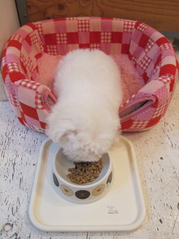 ビションフリーゼフントヒュッテ東京かわいいビションフリーゼ子犬関東こいぬ文京区hundehutteビションフリーゼ画像Bichon Friseビションフリーゼおんなのこメス子犬 48.jpg