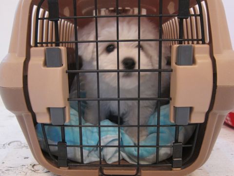 ビションフリーゼフントヒュッテ東京かわいいビションフリーゼ子犬関東こいぬ文京区hundehutteビションフリーゼ画像Bichon Friseビションフリーゼおんなのこメス子犬 49.jpg