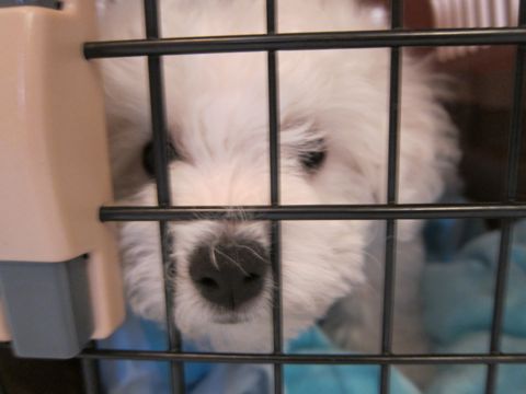 ビションフリーゼフントヒュッテ東京かわいいビションフリーゼ子犬関東こいぬ文京区hundehutteビションフリーゼ画像Bichon Friseビションフリーゼおんなのこメス子犬 50.jpg