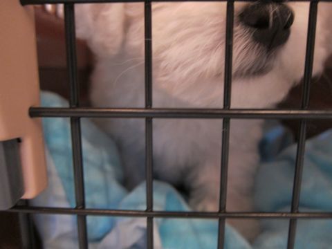 ビションフリーゼフントヒュッテ東京かわいいビションフリーゼ子犬関東こいぬ文京区hundehutteビションフリーゼ画像Bichon Friseビションフリーゼおんなのこメス子犬 51.jpg
