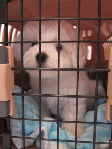 ビションフリーゼフントヒュッテ東京かわいいビションフリーゼ子犬関東こいぬ文京区hundehutteビションフリーゼ画像Bichon Friseビションフリーゼおんなのこメス子犬 52.jpg