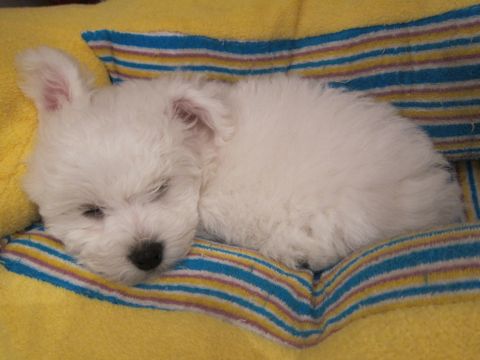 ビションフリーゼフントヒュッテ東京かわいいビションフリーゼ子犬関東こいぬ文京区hundehutteビションフリーゼ画像Bichon Friseビションフリーゼおんなのこメス子犬 53.jpg