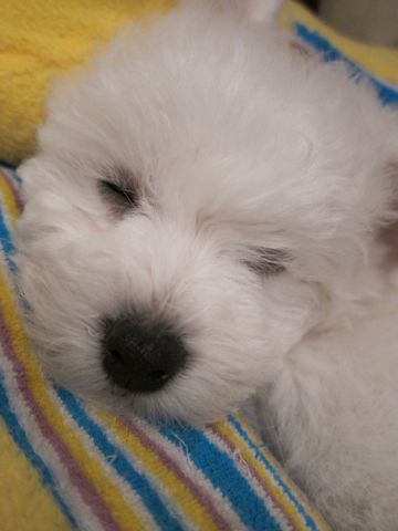ビションフリーゼフントヒュッテ東京かわいいビションフリーゼ子犬関東こいぬ文京区hundehutteビションフリーゼ画像Bichon Friseビションフリーゼおんなのこメス子犬 54.jpg