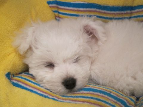 ビションフリーゼフントヒュッテ東京かわいいビションフリーゼ子犬関東こいぬ文京区hundehutteビションフリーゼ画像Bichon Friseビションフリーゼおんなのこメス子犬 55.jpg