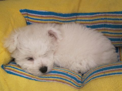 ビションフリーゼフントヒュッテ東京かわいいビションフリーゼ子犬関東こいぬ文京区hundehutteビションフリーゼ画像Bichon Friseビションフリーゼおんなのこメス子犬 57.jpg
