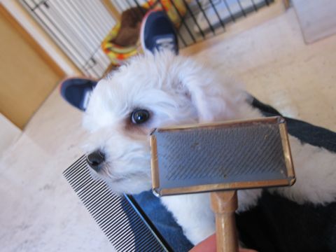 ビションフリーゼフントヒュッテ東京かわいいビションフリーゼ子犬関東こいぬ文京区hundehutteビションフリーゼ画像Bichon Friseビションフリーゼおんなのこメス子犬 58.jpg