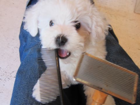 ビションフリーゼフントヒュッテ東京かわいいビションフリーゼ子犬関東こいぬ文京区hundehutteビションフリーゼ画像Bichon Friseビションフリーゼおんなのこメス子犬 59.jpg