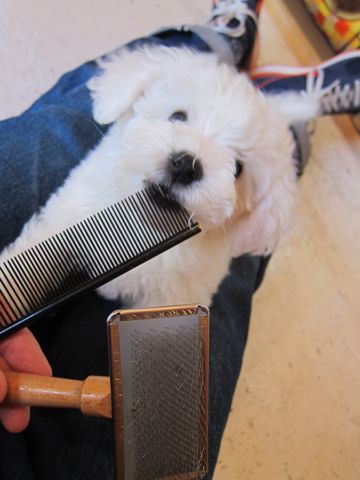 ビションフリーゼフントヒュッテ東京かわいいビションフリーゼ子犬関東こいぬ文京区hundehutteビションフリーゼ画像Bichon Friseビションフリーゼおんなのこメス子犬 60.jpg