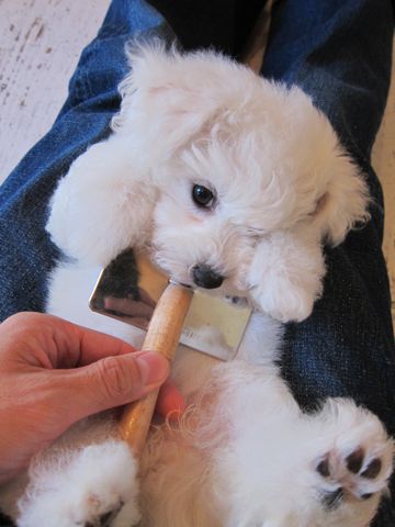 ビションフリーゼフントヒュッテ東京かわいいビションフリーゼ子犬関東こいぬ文京区hundehutteビションフリーゼ画像Bichon Friseビションフリーゼおんなのこメス子犬 61.jpg