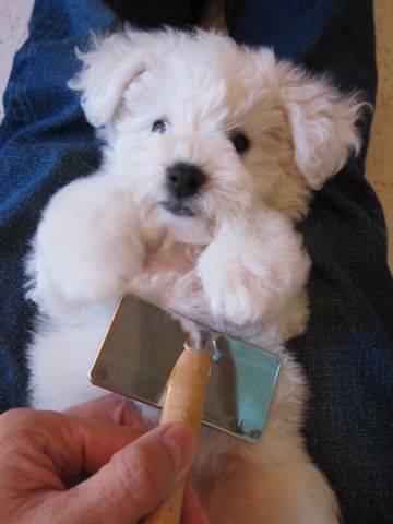 ビションフリーゼフントヒュッテ東京かわいいビションフリーゼ子犬関東こいぬ文京区hundehutteビションフリーゼ画像Bichon Friseビションフリーゼおんなのこメス子犬 62.jpg