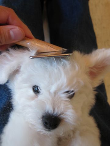 ビションフリーゼフントヒュッテ東京かわいいビションフリーゼ子犬関東こいぬ文京区hundehutteビションフリーゼ画像Bichon Friseビションフリーゼおんなのこメス子犬 63.jpg
