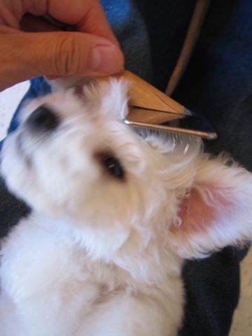 ビションフリーゼフントヒュッテ東京かわいいビションフリーゼ子犬関東こいぬ文京区hundehutteビションフリーゼ画像Bichon Friseビションフリーゼおんなのこメス子犬 64.jpg