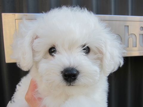 ビションフリーゼフントヒュッテ東京かわいいビションフリーゼ子犬関東こいぬ文京区hundehutteビションフリーゼ画像Bichon Friseビションフリーゼおんなのこメス子犬 66.jpg