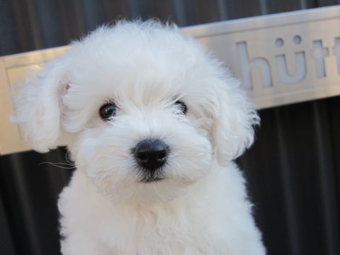 ビションフリーゼフントヒュッテ東京かわいいビションフリーゼ子犬関東こいぬ文京区hundehutteビションフリーゼ画像Bichon Friseビションフリーゼおんなのこメス子犬 67.jpg