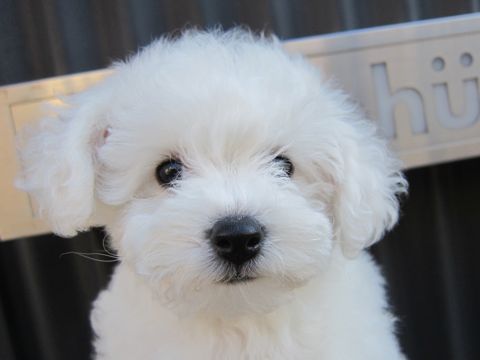 ビションフリーゼフントヒュッテ東京かわいいビションフリーゼ子犬関東こいぬ文京区hundehutteビションフリーゼ画像Bichon Friseビションフリーゼおんなのこメス子犬 68.jpg
