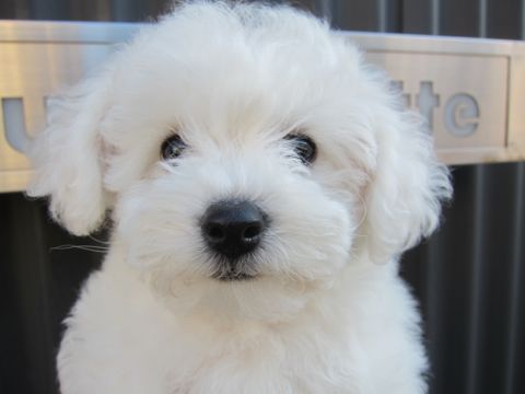 ビションフリーゼフントヒュッテ東京かわいいビションフリーゼ子犬関東こいぬ文京区hundehutteビションフリーゼ画像Bichon Friseビションフリーゼおんなのこメス子犬 69.jpg