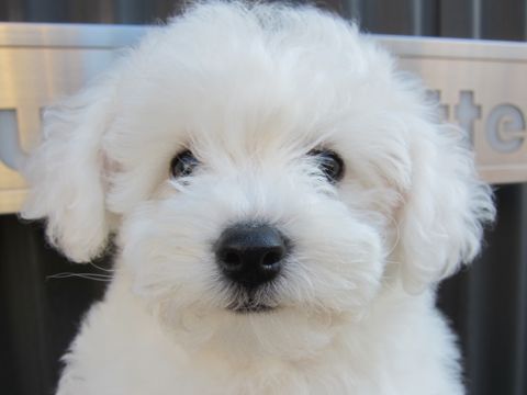 ビションフリーゼフントヒュッテ東京かわいいビションフリーゼ子犬関東こいぬ文京区hundehutteビションフリーゼ画像Bichon Friseビションフリーゼおんなのこメス子犬 70.jpg
