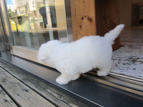 ビションフリーゼフントヒュッテ東京かわいいビションフリーゼ子犬関東こいぬ文京区hundehutteビションフリーゼ画像Bichon Friseビションフリーゼおんなのこメス子犬 71.jpg