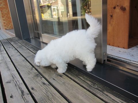 ビションフリーゼフントヒュッテ東京かわいいビションフリーゼ子犬関東こいぬ文京区hundehutteビションフリーゼ画像Bichon Friseビションフリーゼおんなのこメス子犬 72.jpg