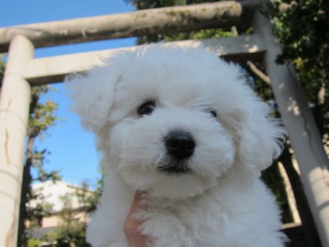 ӥե꡼եȥҥå襤ӥե꡼Ҹ줳ʸhundehutteӥե꡼Bichon Friseӥե꡼ʤΤ᥹Ҹ96.jpg