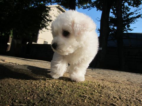 ӥե꡼եȥҥå襤ӥե꡼Ҹ줳ʸhundehutteӥե꡼Bichon Friseӥե꡼ʤΤ᥹Ҹ99.jpg