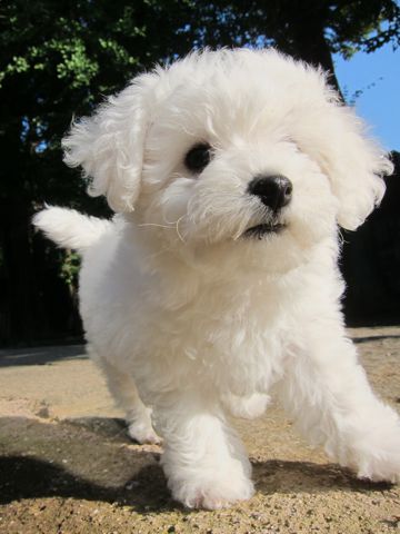 ӥե꡼եȥҥå襤ӥե꡼Ҹ줳ʸhundehutteӥե꡼Bichon Friseӥե꡼ʤΤ᥹Ҹ101.jpg