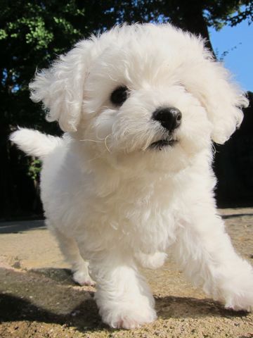 ӥե꡼եȥҥå襤ӥե꡼Ҹ줳ʸhundehutteӥե꡼Bichon Friseӥե꡼ʤΤ᥹Ҹ102.jpg