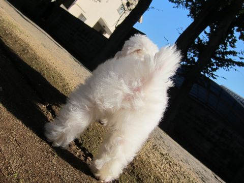 ӥե꡼եȥҥå襤ӥե꡼Ҹ줳ʸhundehutteӥե꡼Bichon Friseӥե꡼ʤΤ᥹Ҹ103.jpg