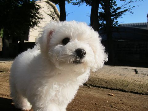 ӥե꡼եȥҥå襤ӥե꡼Ҹ줳ʸhundehutteӥե꡼Bichon Friseӥե꡼ʤΤ᥹Ҹ104.jpg