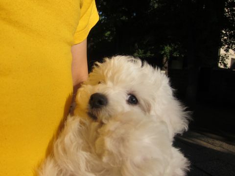 ӥե꡼եȥҥå襤ӥե꡼Ҹ줳ʸhundehutteӥե꡼Bichon Friseӥե꡼ʤΤ᥹Ҹ110.jpg