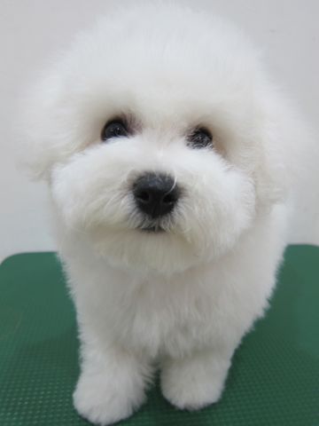 ӥե꡼եȥҥå襤ӥե꡼Ҹ줳ʸhundehutteӥե꡼Bichon Friseӥե꡼ʤΤ᥹Ҹa.jpg